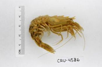 Media type: image;   Invertebrate Zoology CRU-4586 Description: Preserved specimen.;